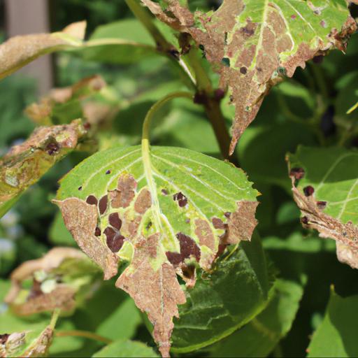 Common problems with hydrangea quercifolia