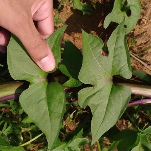 Common problems with ipomoea purpurea grandpa ott