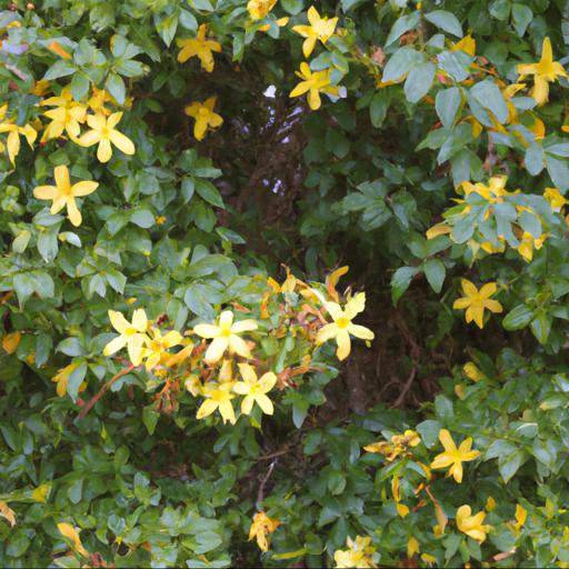 Common problems with jasminum nudiflorum