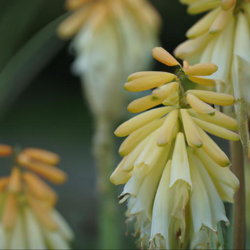 Common problems with kniphofia ice queen