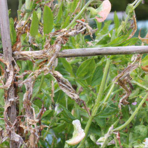 Common problems with lathyrus odoratus gwendoline