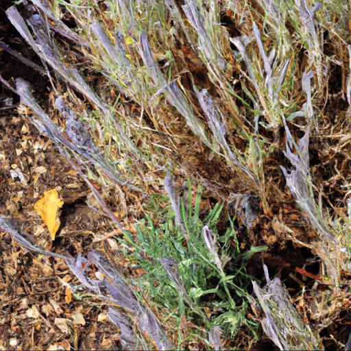 Common problems with lavandula x intermedia gros bleu