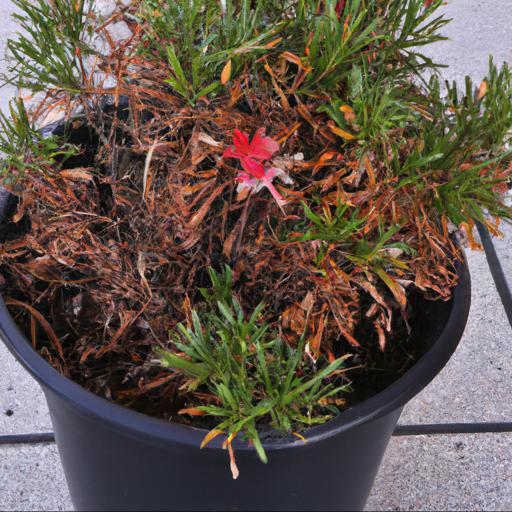 Common problems with leptospermum scoparium red damask