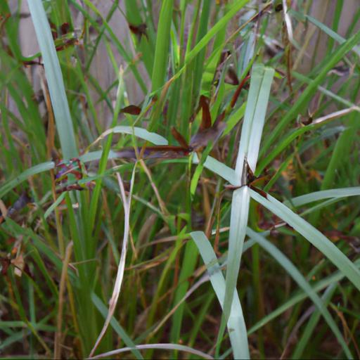 Common problems with libertia formosa