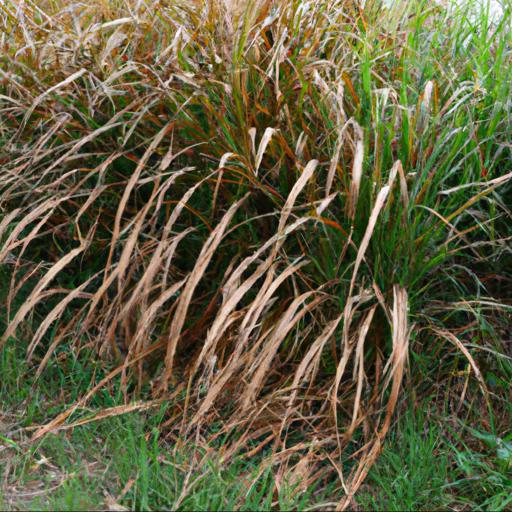 Common problems with miscanthus sinensis cabaret