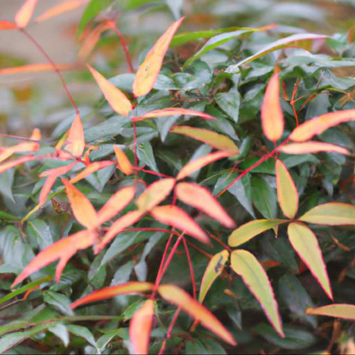 Common problems with nandina domestica: what to look out for