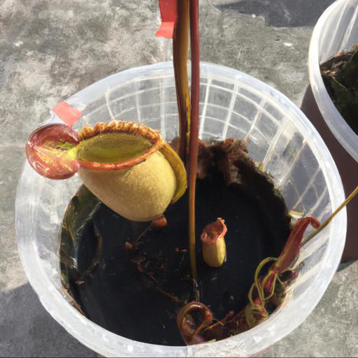 Common problems with nepenthes x ventrata