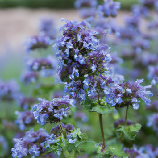 Common problems with nepeta weinheim big blue