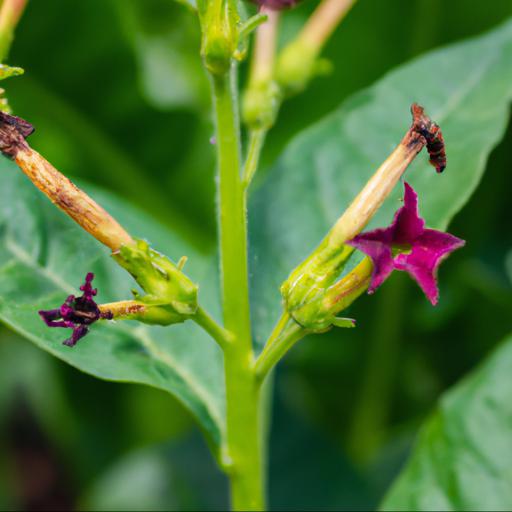 Common problems with nicotiana alata domino crimson