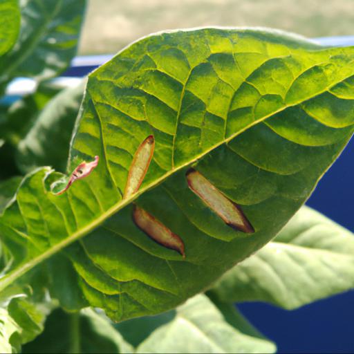 Common problems with nicotiana alata tinkerbell