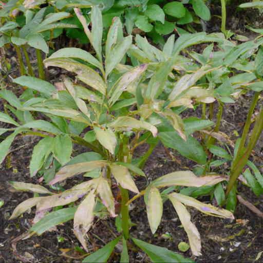 Common problems with paeonia golden thunder