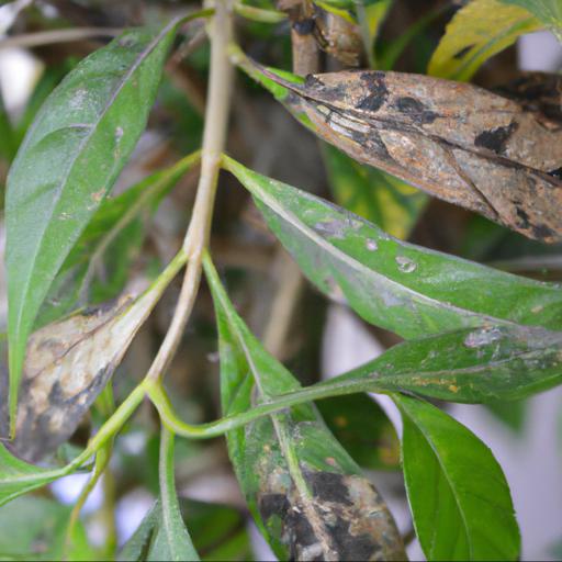 Common problems with pandorea jasminoides rosea superba