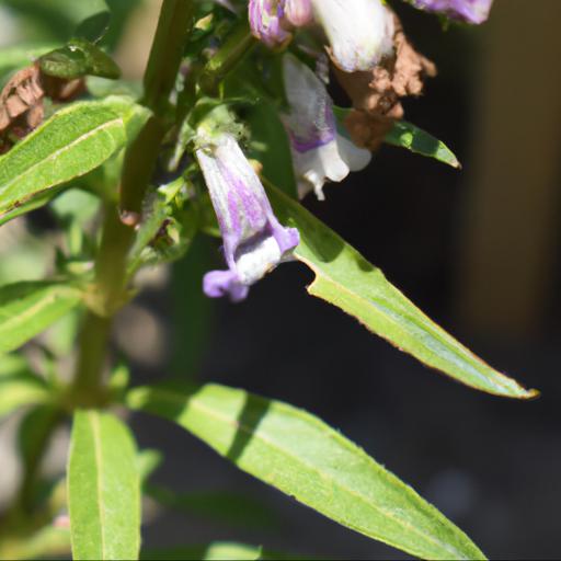 Common problems with penstemon barbatus iron maiden