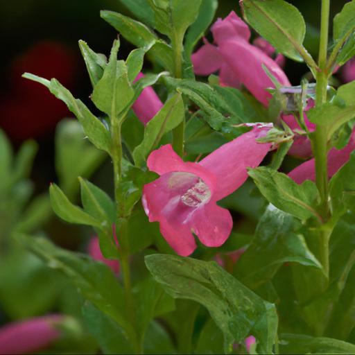 Common problems with penstemon hewell pink bedder