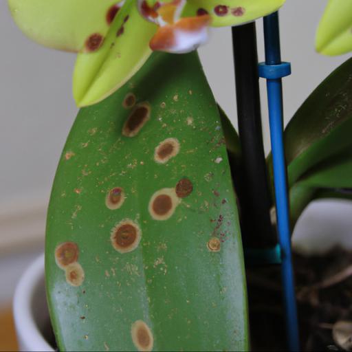 Common problems with phalaenopsis gold staff