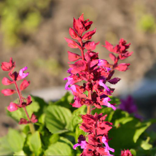 Common problems with salvia krystle pink