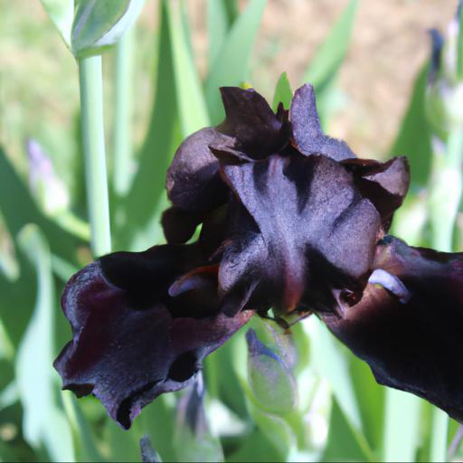 Common questions about iris deep black