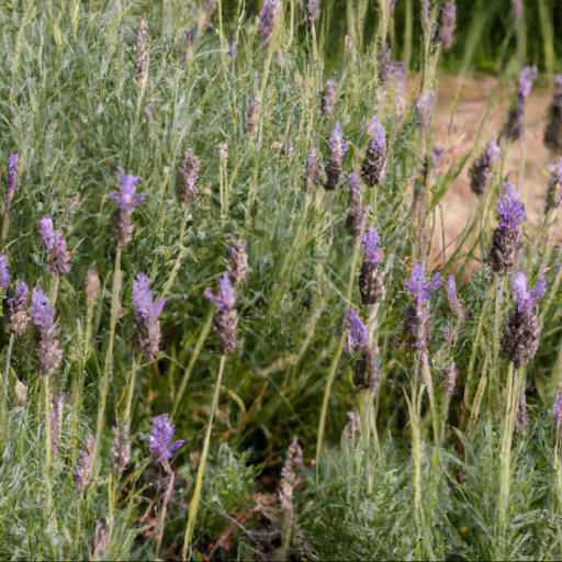 Common uses of lavandula sawyers