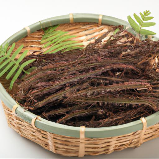 Common uses of osmunda cinnamomea