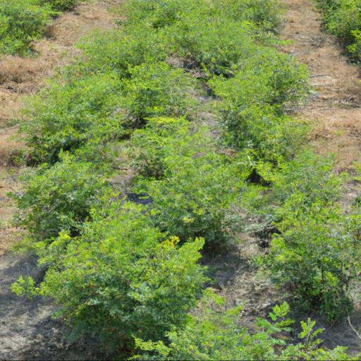 Cultivation of indigofera amblyantha