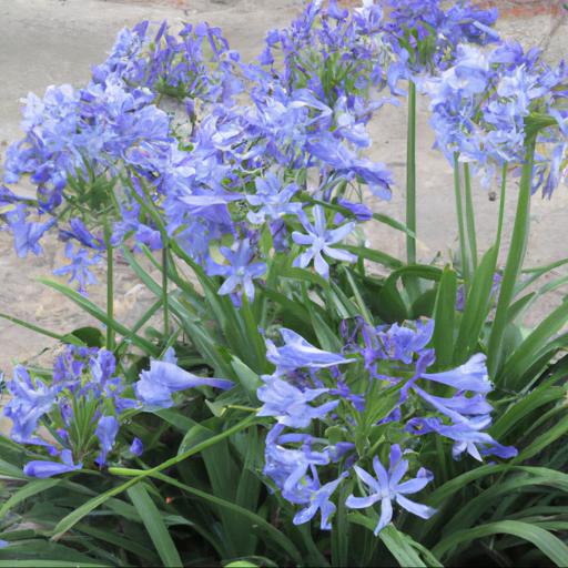 Design ideas for agapanthus blue triumphator