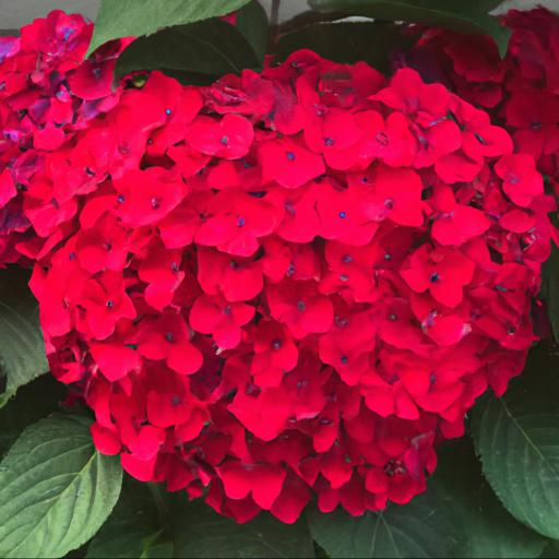 Design ideas for hydrangea macrophylla lady in red