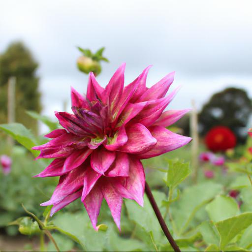 Exploring the natural beauty of dahlia moor place