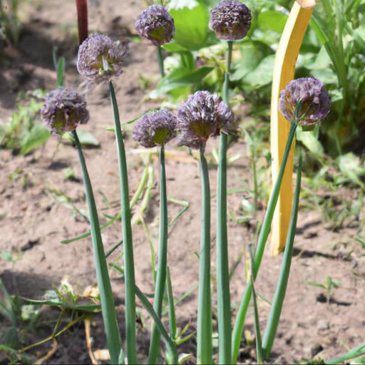 Growing allium nigrum: tips for cultivation and care