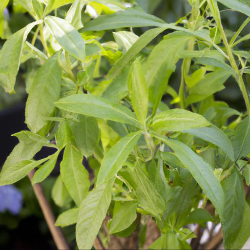 Growing aloysia citrodora