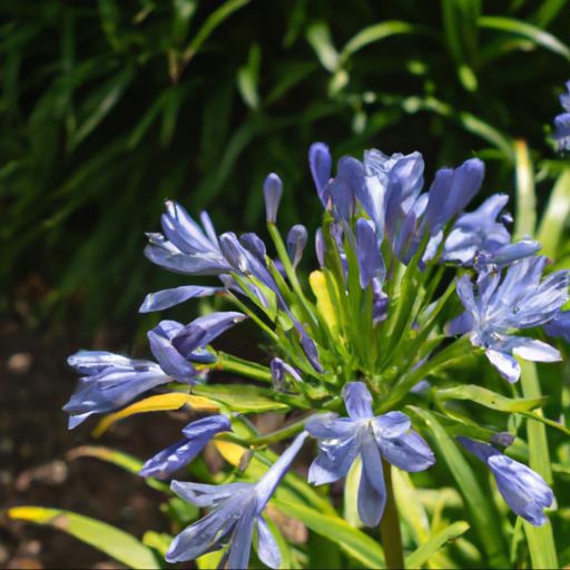 Growing and caring for agapanthus blue triumphator