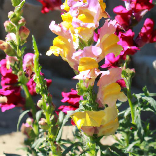 Growing and caring for antirrhinum majus night and day