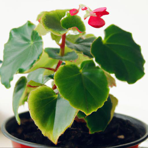 Growing and caring for begonia isabella