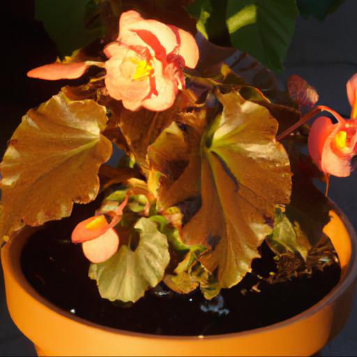 Growing and caring for begonia santa cruz sunset