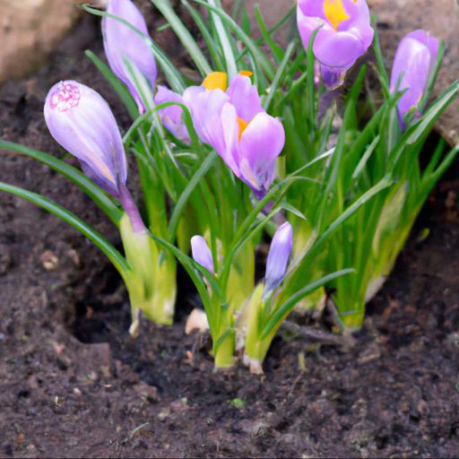 Growing and caring for crocus x cultorum jeanne darc