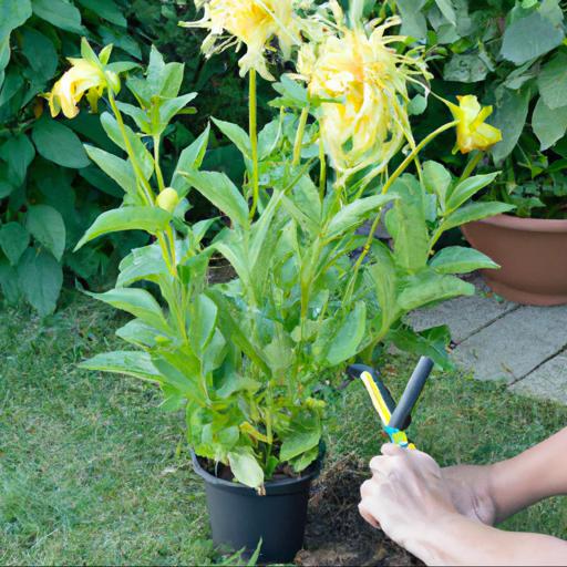 Growing and caring for dahlia yellow hammer