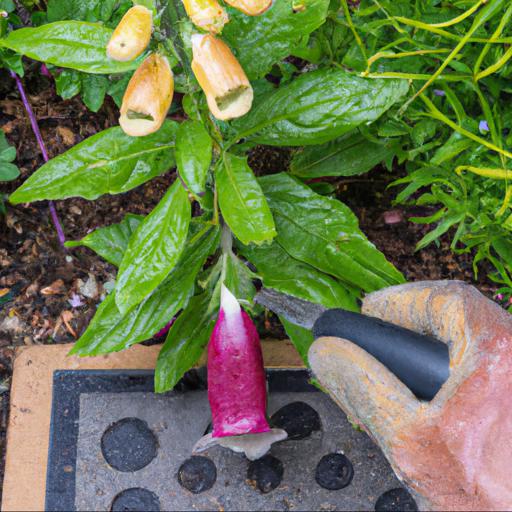 Growing and caring for digitalis purpurea gloxinioides