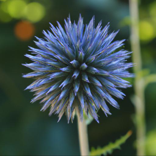 Growing and caring for echinops ritro veitchs blue