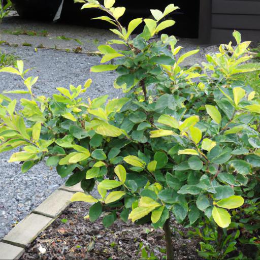 Growing and caring for enkianthus perulatus