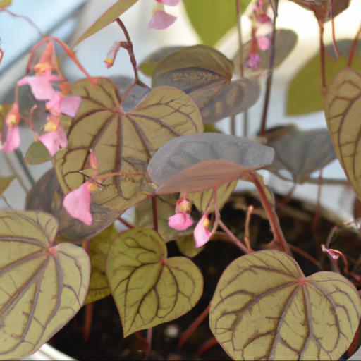 Growing and caring for epimedium pink champagne