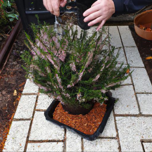 Growing and caring for erica x veitchii exeter