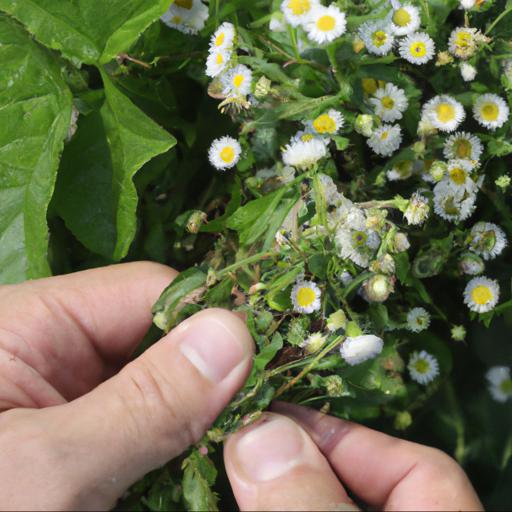 Growing and caring for erigeron annuus