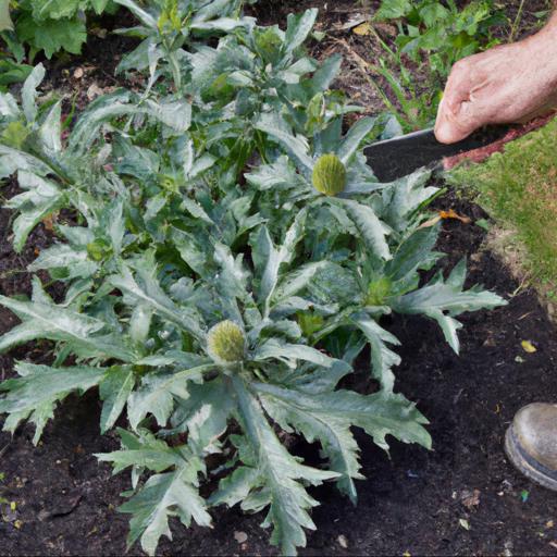 Growing and caring for eryngium variifolium