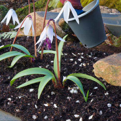 Growing and caring for erythronium harvington snowgoose