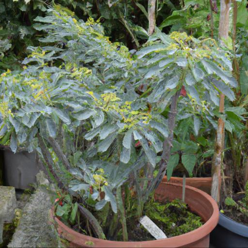 Growing and caring for euphorbia characias subsp