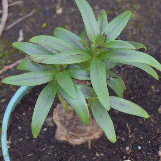 Growing and caring for gentiana sino ornata