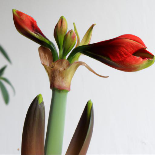 Growing and caring for hippeastrum red lion