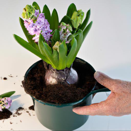 Growing and caring for hyacinthus orientalis carnegie