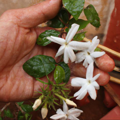 Growing and caring for jasminum azoricum