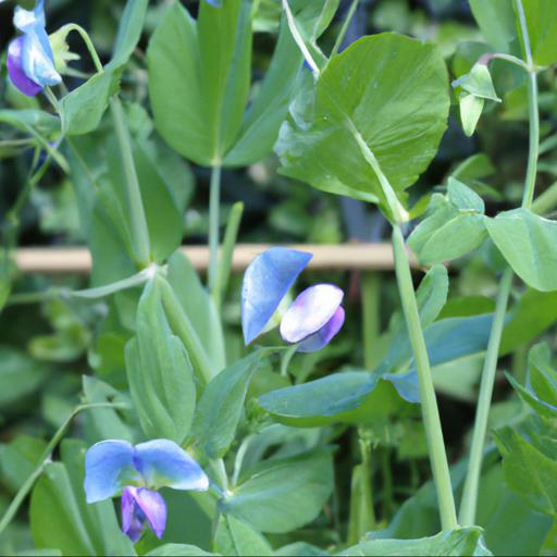 Growing and caring for lathyrus odoratus ballerina blue