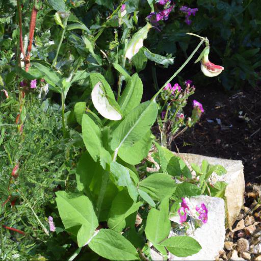 Growing and caring for lathyrus odoratus mollie rilstone